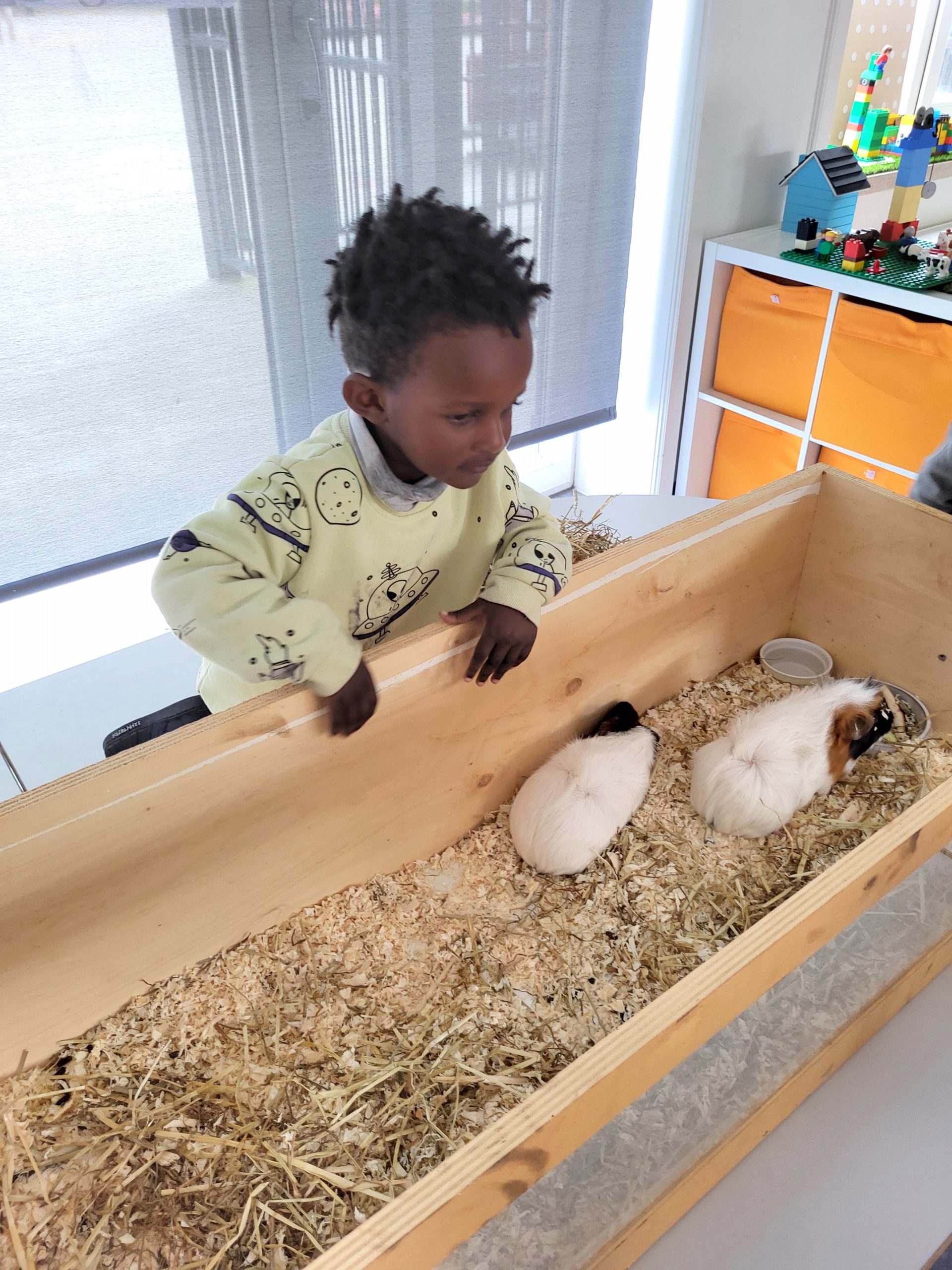 cavia op bezoek